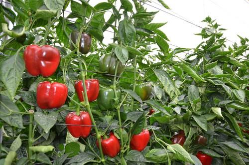El Ayuntamiento de Dalías continúa apostando por la agricultura y su cultivo estrella, el pimiento temprano