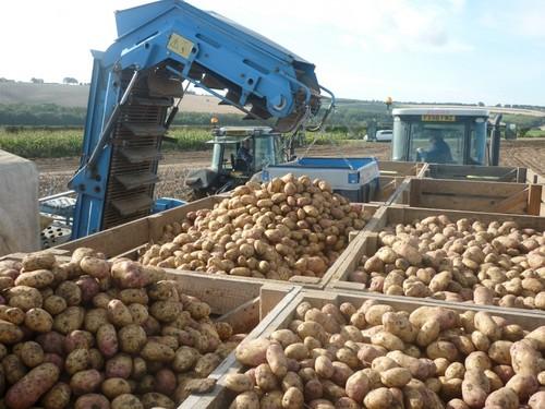 Estudios en Reino Unido muestran una gran reducción de defectos en patata utilizando la gama Ecoculture