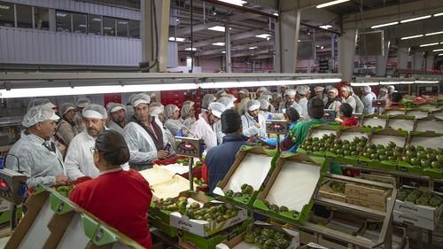 Verdita reúne a sus agricultores para compartir la excelencia del tomate Adora®
