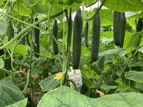 Seminis muestra a agricultores SV5047CE, uno de sus baluartes en pepino tipo Almería