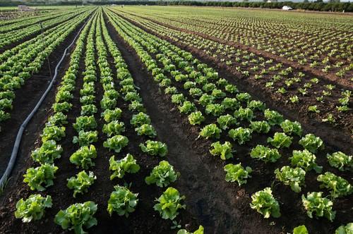 Sapec Agro desarrolla Spyrit Pro, un fungicida  con formulación exclusiva para control de mildiu