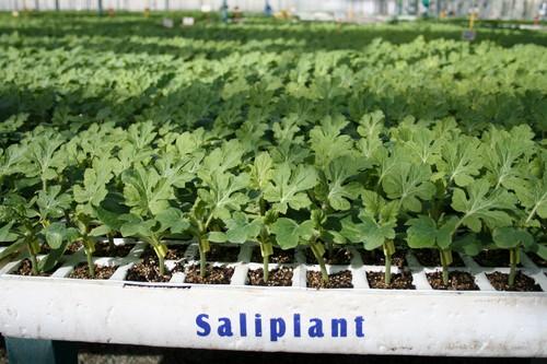Semillero Saliplant, un referente en Almería por la calidad de planta injertada y cumplimiento de fechas de entrega