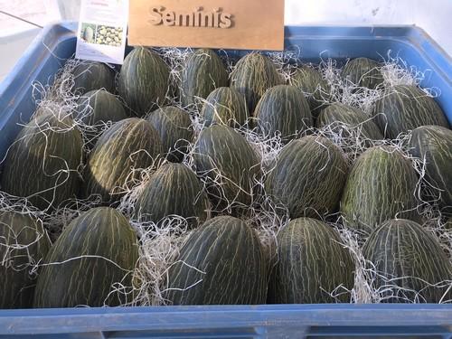 Seminis revoluciona su catálogo de melón para Almería con numerosas novedades