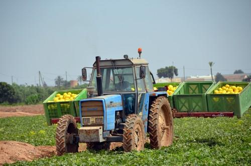Ramiro Arnedo, una garantía en melón  piel de sapo y amarillo para Murcia