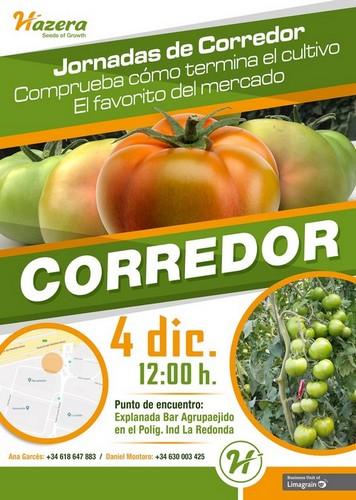 La casa de semillas Hazera organiza mañana unas jornadas para mostrar cómo termina el cultivo de su variedad Corredor