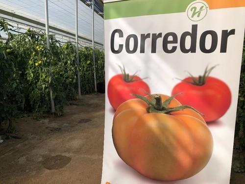 Hazera España muestra la gran calidad de su beef Corredor al final del cultivo a los agricultores