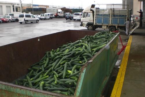 Agricultores llaman a la retirada de pepino este jueves ante el desplome del precio en las últimas semanas