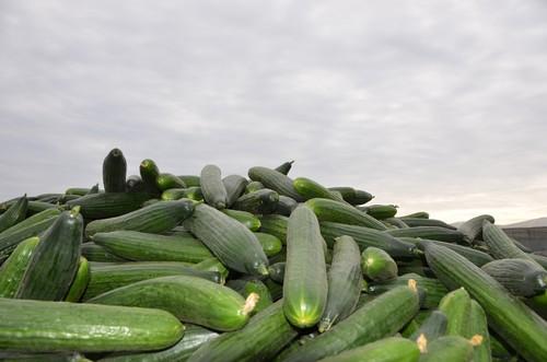 APROA-COEXPHAL acuerdan la destrucción voluntaria de pepino por la grave situación de los precios