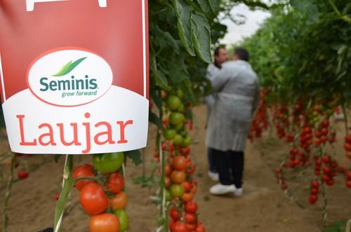 Seminis abre sus puertas en Níjar para mostrar sus variedades de tomate a productores especializados