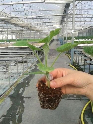 Semilleros Laimund pone a disposición del agricultor su experiencia y profesionalidad y trabaja ya ofreciendo sus plántulas para primavera
