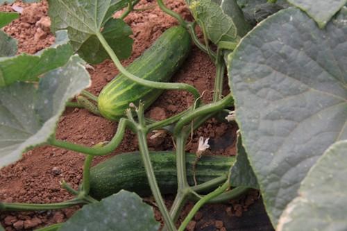 UPA pide subir el precio de retirada de pepino para salvar a los agricultores