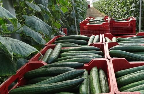 Agricultores almerienses y granadinos acudirán a Alemania a vender directamente sus hortalizas