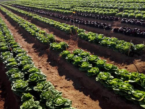Agricultura recuerda las medidas preventivas ante la previsión de heladas en los próximos días