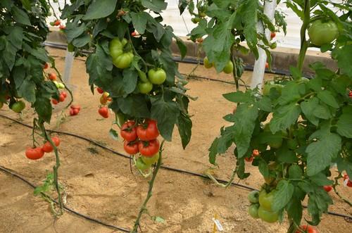 Los precios de las principales hortalizas se mantienen o suben en los últimos siete días