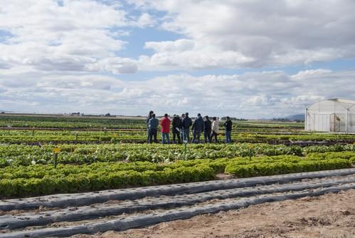Bejo celebra sus puertas abiertas de lechuga y brassicas el 13 de febrero