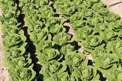  La mejora vegetal es esencial para reducir el desperdicio en la cadena alimentaria