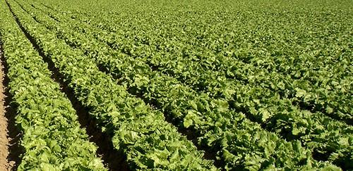 Syngenta celebra sus 'Open Salads Days' la próxima semana en su finca de Torre Pacheco
