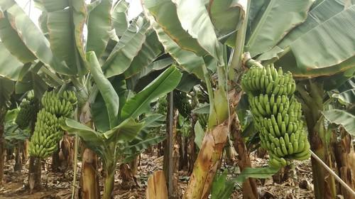 Vellsam se consolida en las islas Canarias con la distribución de su nueva gama de cristalinos sólidos