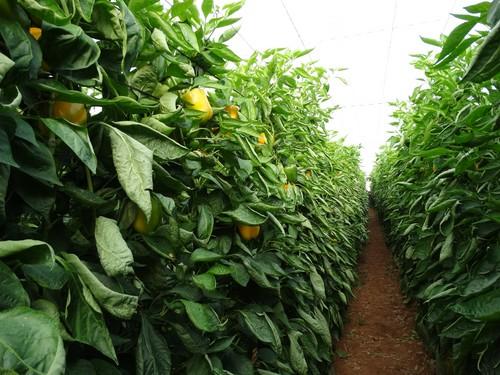 El agricultor almeriense optará está campaña por ciclos cortos de pimiento