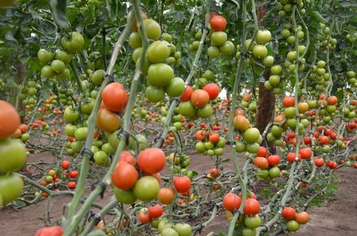 Rijk Zwaan lanza dos nuevas propuestas de tomate suelto de calidad y calibre constante y excelente color rojo