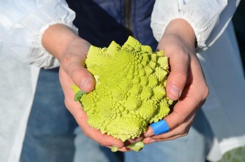 HM.Clause pone en valor sus novedades y variedades clave en brassicas en su primer Winter Open Field Days en Pozo Estrecho