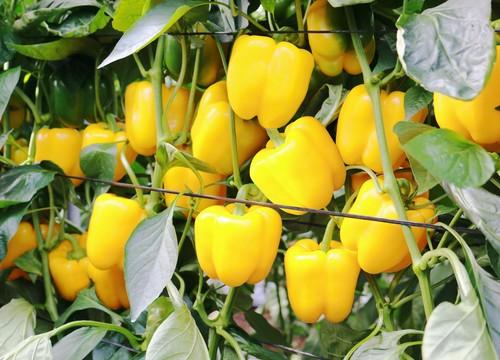 El California amarillo Coronado, un éxito en mayúsculas de Meridiem Seeds