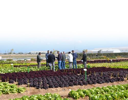 Bejo Ibérica muestra su amplio catálogo de lechugas, brassicas y otros cultivos de hoja  en su Finca El Aljibe de Valladolises