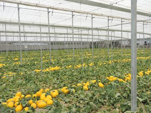La Junta inicia el 21 de marzo  la campaña ‘No cortes en verde’ para fomentar la comercialización de melón y sandía con maduración óptima