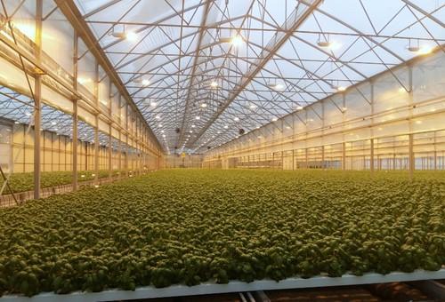La innovación hortícola será la protagonista de Macfrut