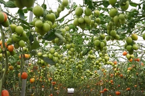 Tomates con calibre, buen color y excelente sabor, las nuevas propuestas seguras y de calidad de Rijk Zwaan