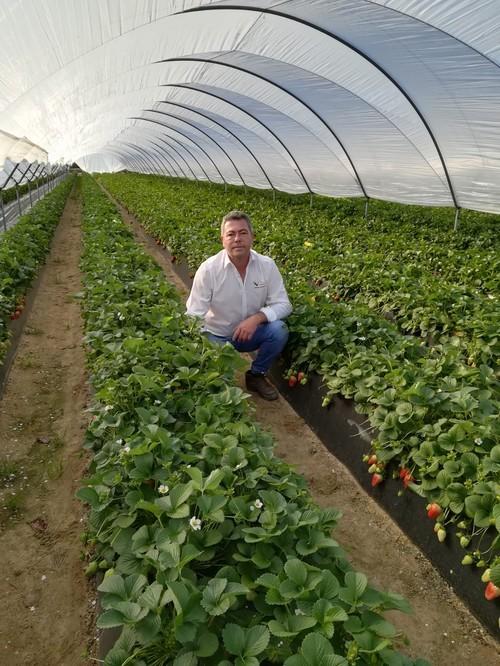 Vellsam consigue más de un 25% de dulzor y tamaño en fresas de Huelva durante el invierno