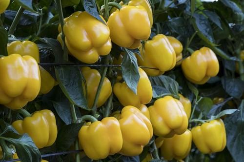 Kioto y Kabuki, buques insignia  de Syngenta en amarillo y rojo