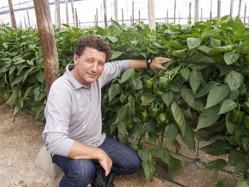 José Luis Ruipérez, especialista de pimiento de Rijk Zwaan: ‘Producción y rentabilidad’