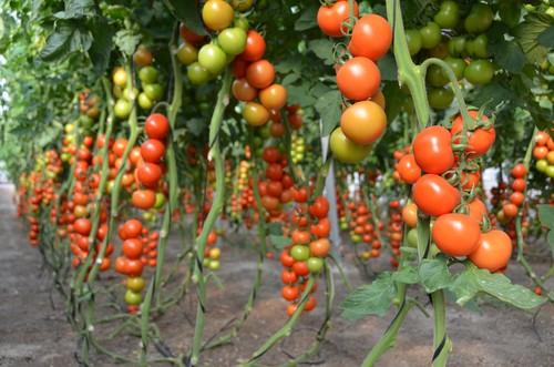 DRO141TX, Vitalfort y Dynafort, la nueva gran apuesta de De Ruiter en portainjertos de tomate