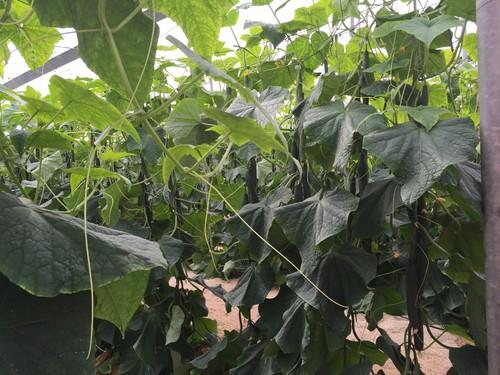 El campo almeriense sufre un descenso generalizado de las cotizaciones de los principales productos hortofrutícolas