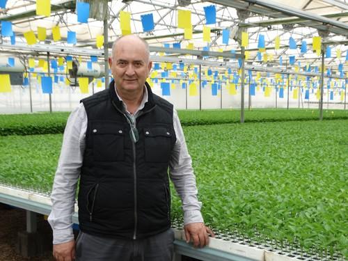 El 70% de la producción  de plántulas de Campoejido es de pimiento