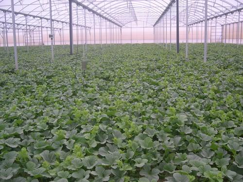 ASCENZA presentará su nueva marca en Infoagro Exhibition