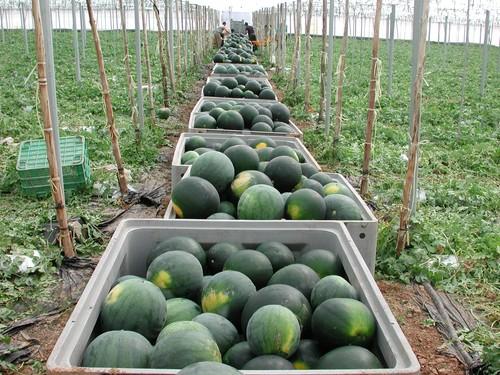 Los precios de la sandía caen un 60% en apenas diez días