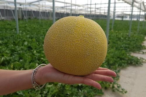 Terral, el melón para trasplantes tardíos que se distingue por su homogeneidad y calidad
