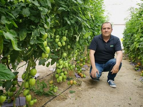 Tomate pera Carmona F1, rojo intenso con excepcional dureza para exportación