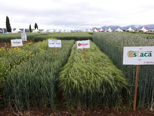 ASCENZA participa con ensayos de sus soluciones para cereal en las jornadas GENVCE