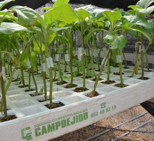 Campoejido realiza en su semillero tres millones de injertos cada campaña