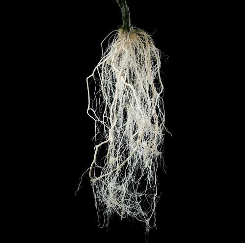 Forzapro, el portainjerto de Vilmorin Mikado con un potente y voluminoso sistema radicular