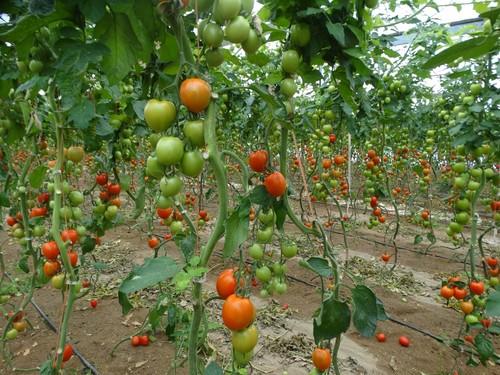 Zeraim presenta Pyreno, Arrecife y Cobalto  como novedades para su catálogo de tomate