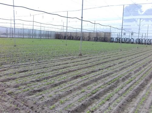 Renovation Fuerza Máxima: la alternativa tecnológica, eficiente y sostenible al superfosfato de cal y al ‘triple 15’