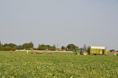 La transformación digital, una oportunidad para el sector hortofrutícola murciano