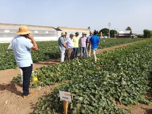 Nunhems® presenta un nuevo piel de sapo con resistencia intermedia a Nueva Delhi y trabaja para ampliar su línea Galkia