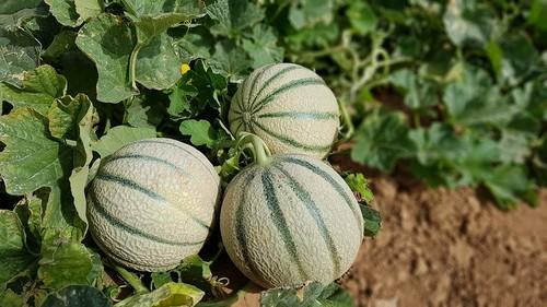 HM.CLAUSE suma novedades a su catálogo de piel de sapo, amarillo y charentais