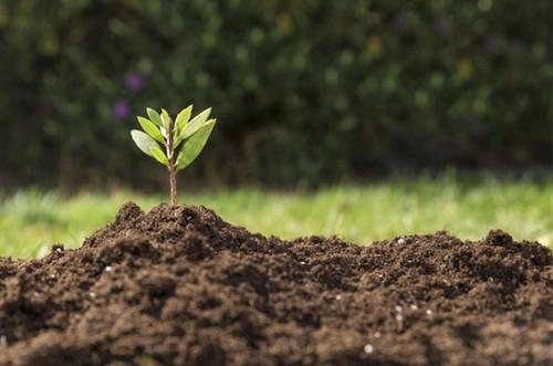 Efisoil Superbia: enraíza y fortifica el cultivo desde el inicio logrando la máxima rentabilidad de manera sostenible