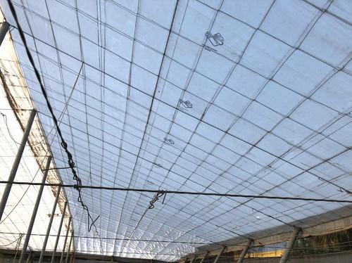 Politiv incrementa la entrada de luz en invernadero con su nueva gama de plásticos que mejoran el rendimiento del cultivo